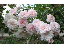 Swany ����� 2,95 ����.jpg