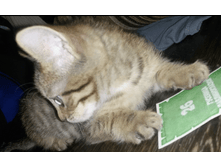 Screenshot 2016-11-13-22-32-04-1.png