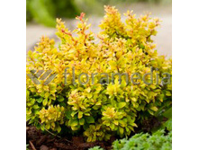 137���. �������� �������� ��������� ���16.jpg