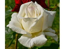 Mounth Chasta ����� ����� 2,95 ����.jpeg