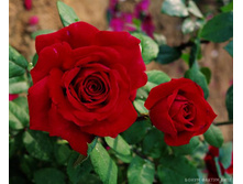 Botero ������ 2,95 ����.jpg