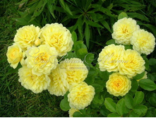 Anny Duperey 19,25 ����.jpg