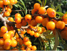 ������� �� ��������/200��, 155 �