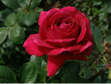 Big Purple ��� ����� 2,95 ����.jpg