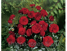 Feuerland 19,25 ����.jpg