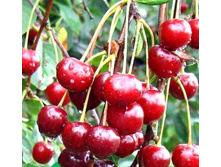 ����� ����������-410�.jpg