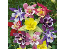 ��������� ��� ���� ������ �����������,(��) 9,00 ���. [���.3003133]