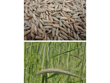 ���� 0,8�� ������� ������� ��� 00068461 27,00���..jpg