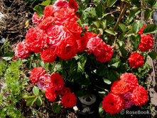 Mini Bacara ���� ������ 2,95 ����.jpg