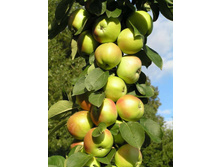 ������ �������� ��������-420�.jpg