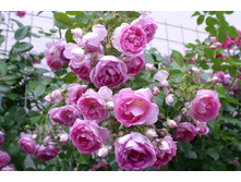 Jasmina ������ 2,95 ����.jpg