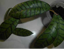 Hoya sp.Kalimantan.