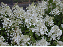 Pan. Brussels Lace - 2,52