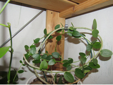 H. cumingiana