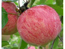 ������ �������� ��������� (�������)-180�.jpg