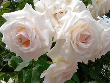 Schwanensee �������� 2,95 ����.jpg