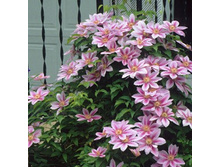 185���. �������� ���� ������ ���17.jpg