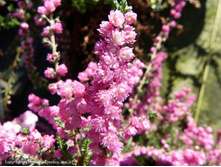 Calluna Red Star -1,75.jpg