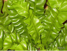 ��������� ������ ����