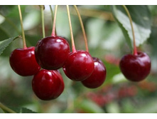 ����� ��������-410�.jpg