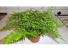 ��������� 'Parvati ( Asplenium parvati)-400-  450 ���.