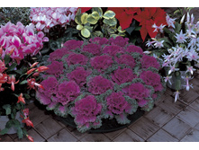 ������� ������������ ������ � ��������. ����� 19,65 ���. [���.6000269]