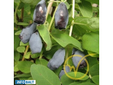 191���. ��������� ���������� ���������� ���17.jpg