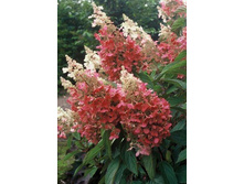 Pan. Pink Diamond - 2,52