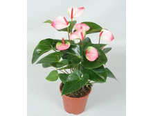 �������� ������ ������� Anthurium amalia Elegance (1).jpg