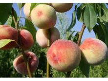 ������ �������� �����-505�.jpg