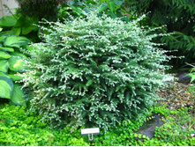 ����� canadensis Gentsch White 15-20cm C3-15,27