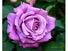 Charles de Gaulle ����� �� ���� 2,95 ����.jpg