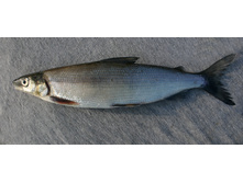 ������ ( ����� ) ������.