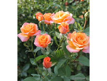 Remy Martin ���� ������ 2,95 ����.jpg