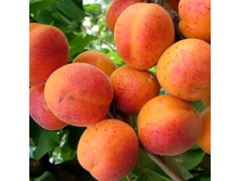 ������� ��� ������������-470�.jpg