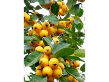 ������� ������-420�.jpg