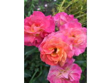 ���� ��������� elza85