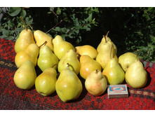 ����� ����-400�