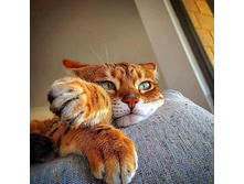 ����� �������� ����� ��� ... ���������