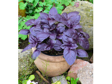 ������� ���������� ����������,(��)4,00 ���. [���.1000194]