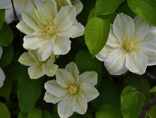 185���. �������� �������� ���� ���17.jpg