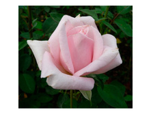 Merhen Kening ������ ������ 2,95 ����.jpg