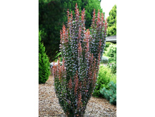 ��� ������