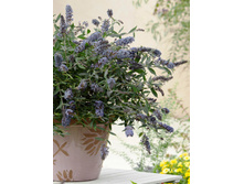 251���. ������� ������ ��� ������� ���16.jpg