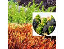 Empetrum (��������) Bernstein-2,40.jpg