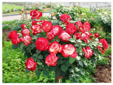 Jubile du Prince de Monaco ������ �� ����� �� ������ 2,95 ����.jpg