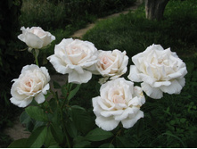 Poker 19,25 ����.jpg