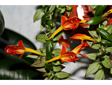 �������� Early Bird - �/� 150 ���.