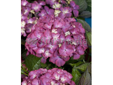 183���. ��������� �������������� ���� ����� ���16.jpg