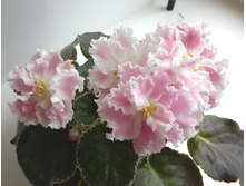 ������� ��������